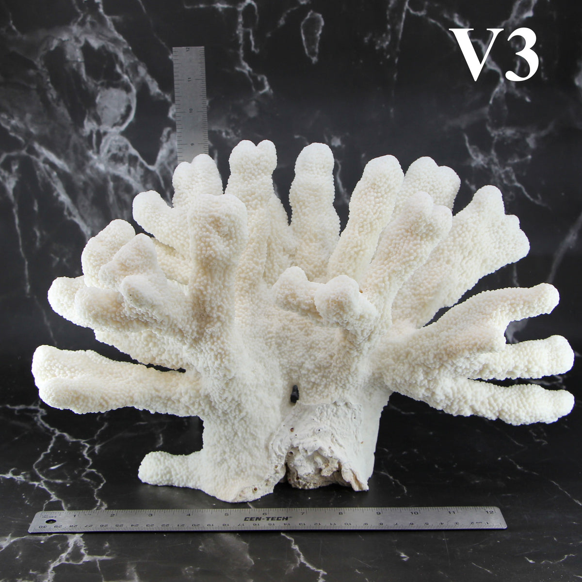 Catspaw Coral 14-16"