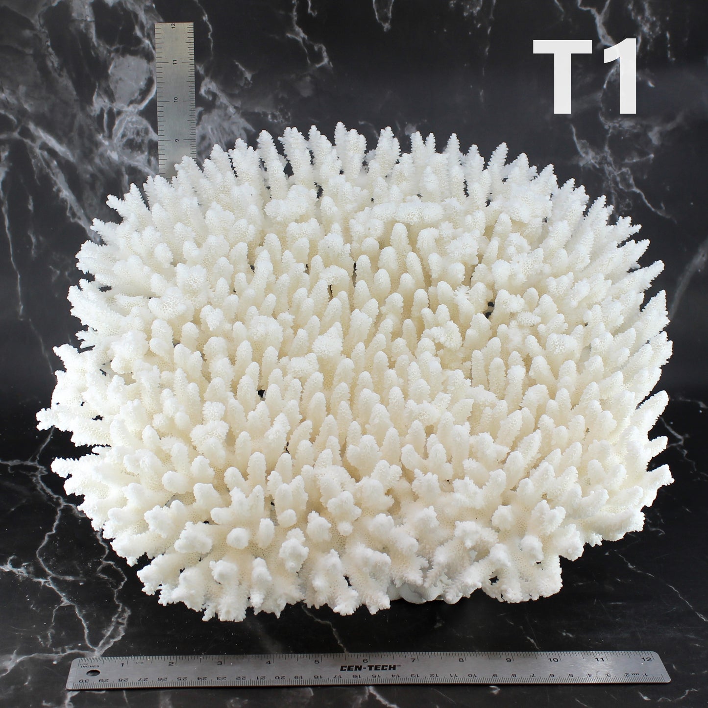 Table Coral 14-18"