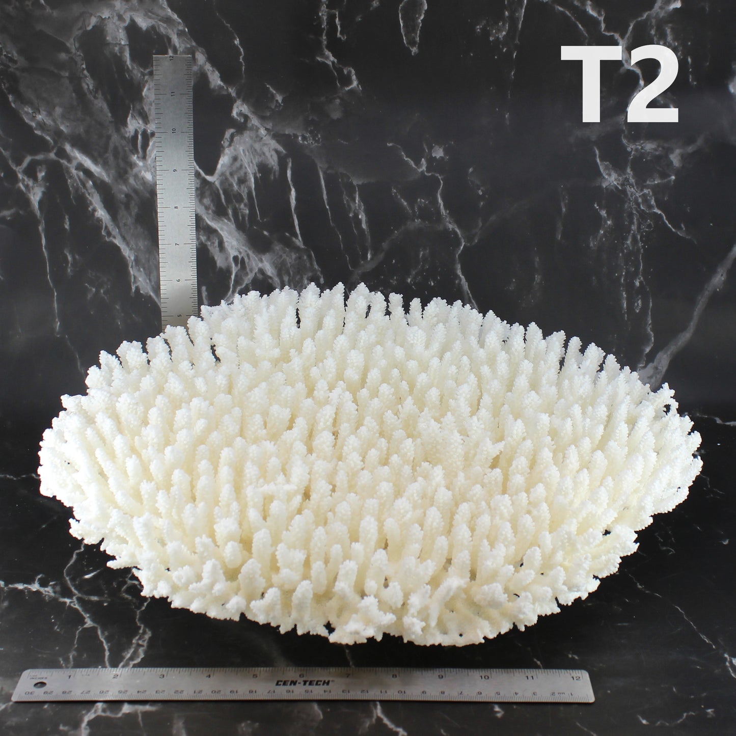 Table Coral 14-18"