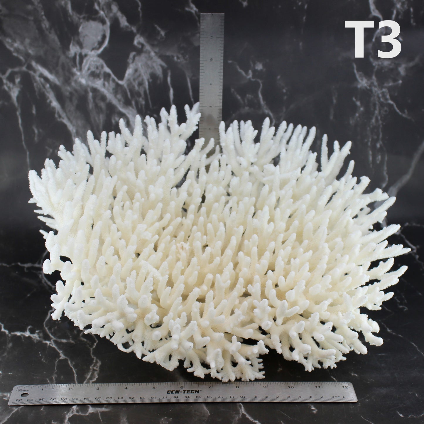 Table Coral 14-18"