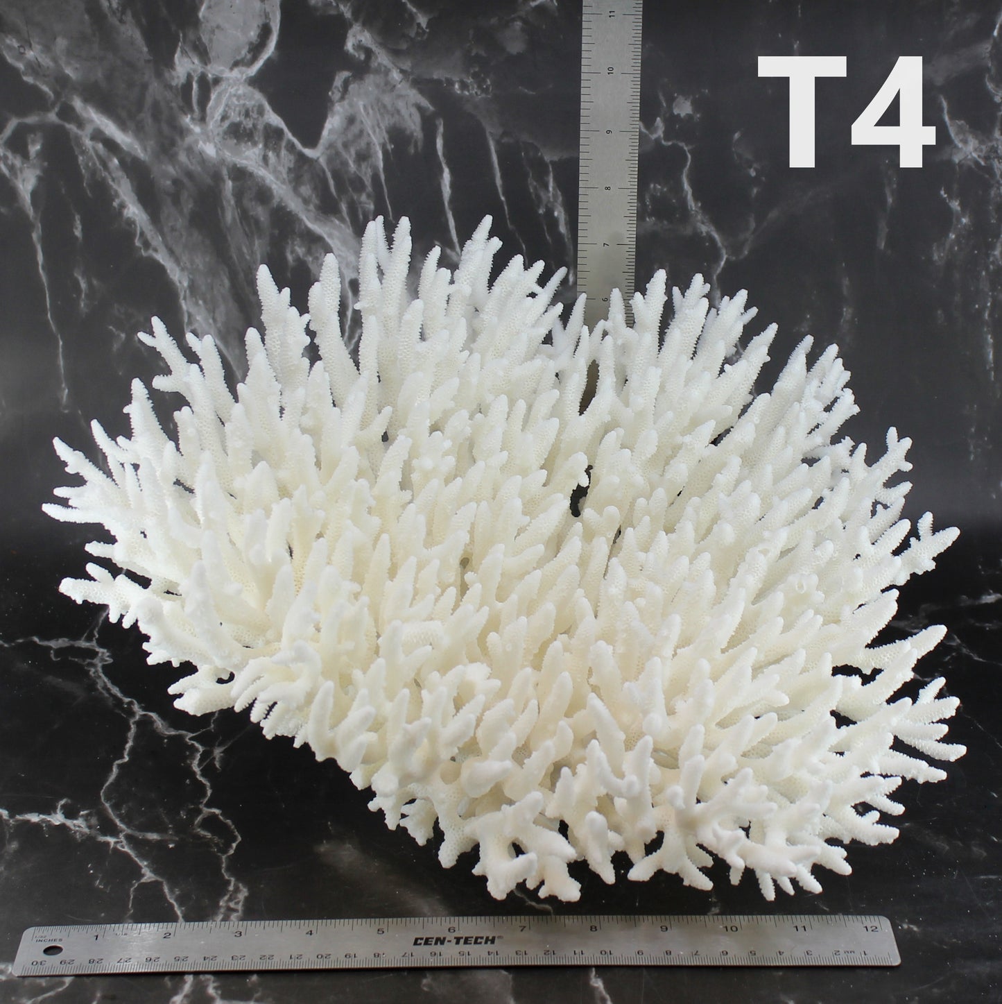 Table Coral 14-18"