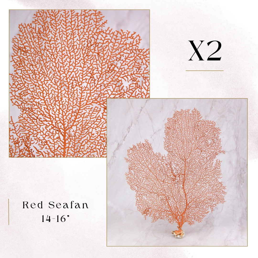 Exclusive Coral Drops | Week 3