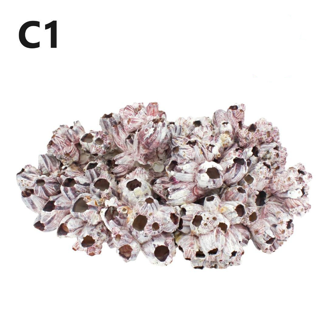Barnacles 14-18"