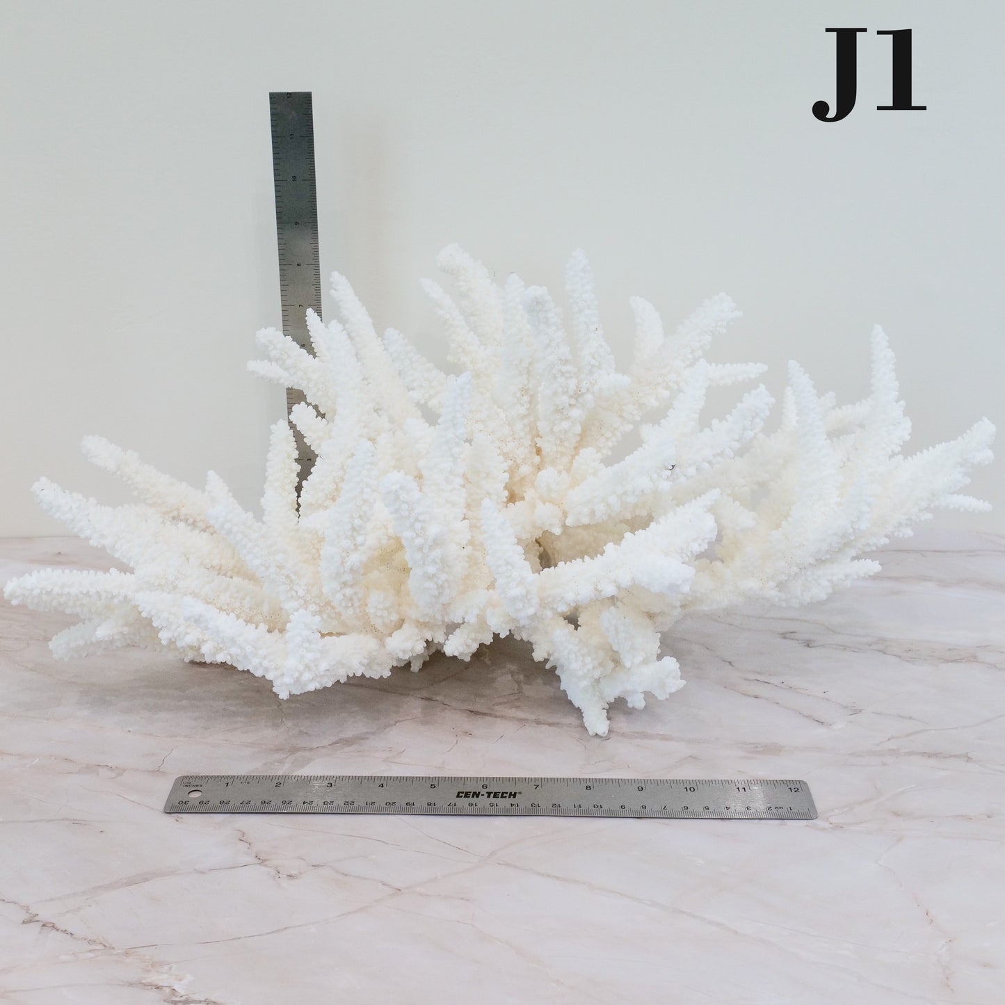 Branch Coral 14-16"