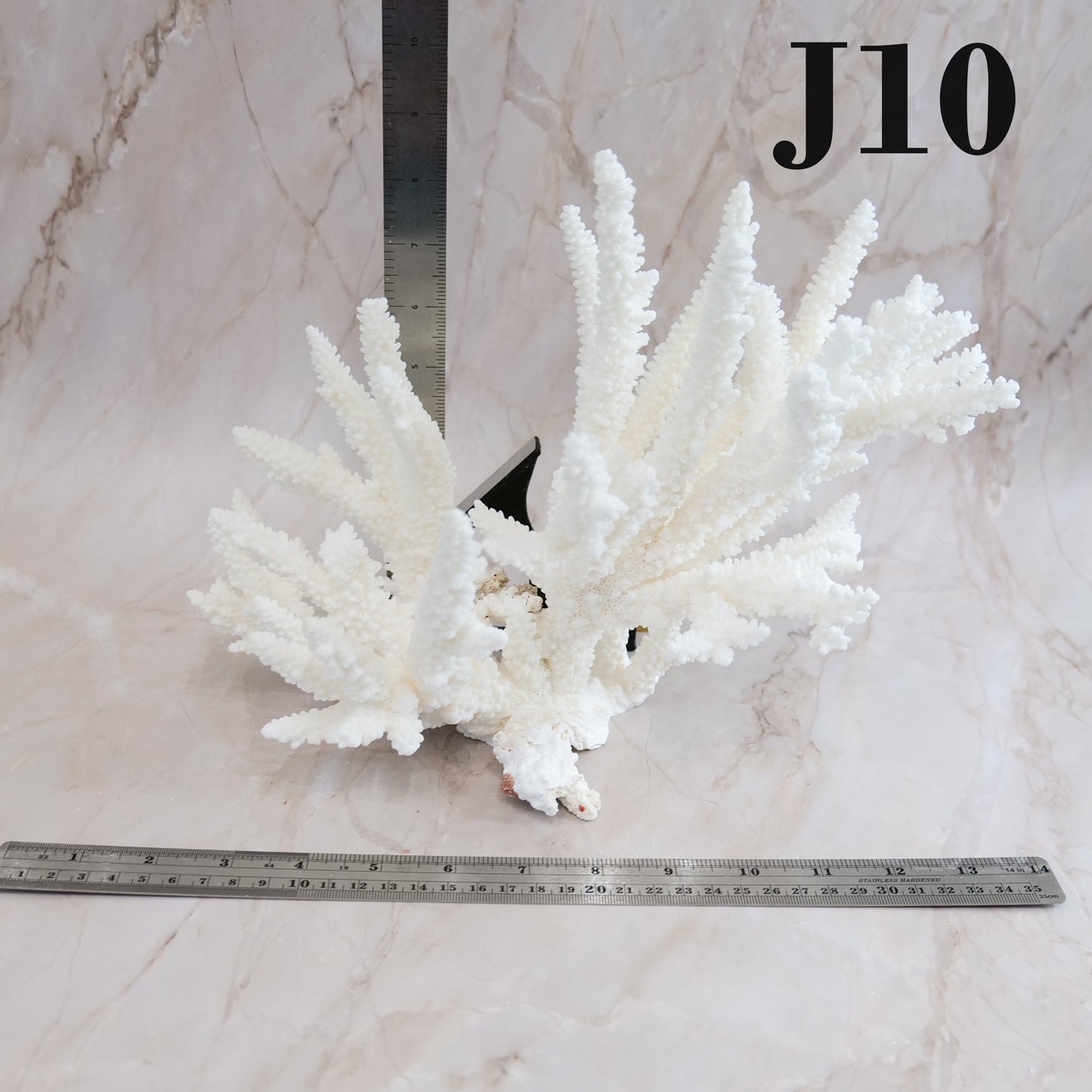 Branch Coral 14-16"
