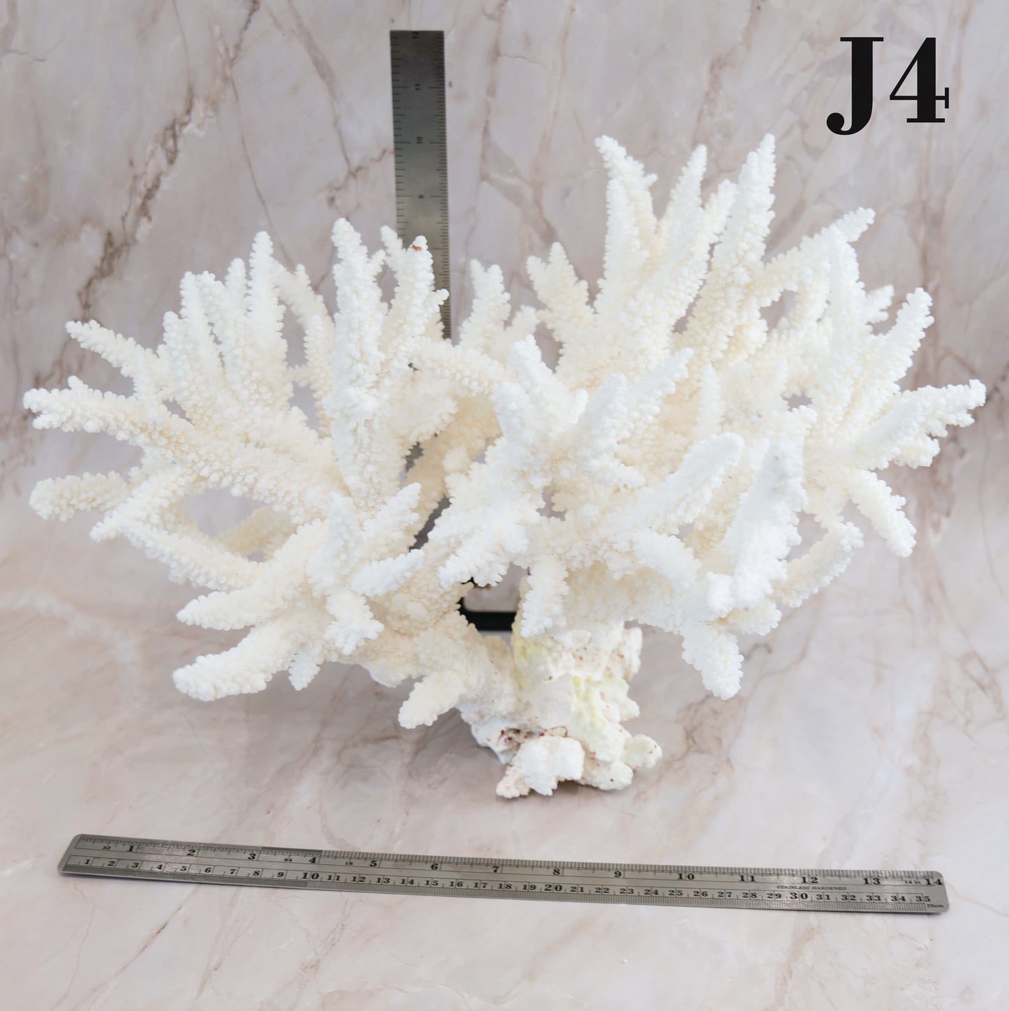 Branch Coral 14-16"