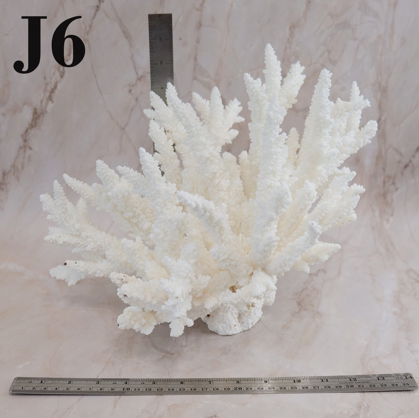 Branch Coral 14-16"