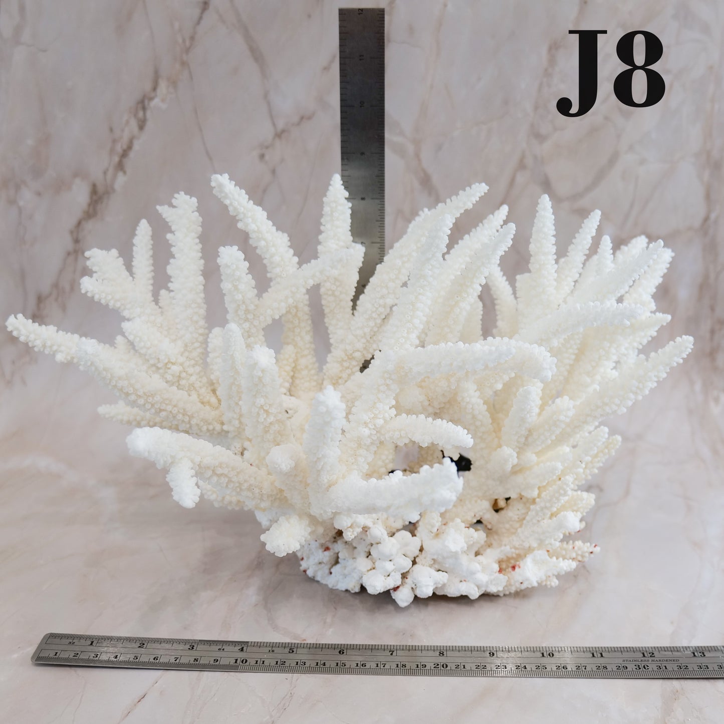 Branch Coral 14-16"