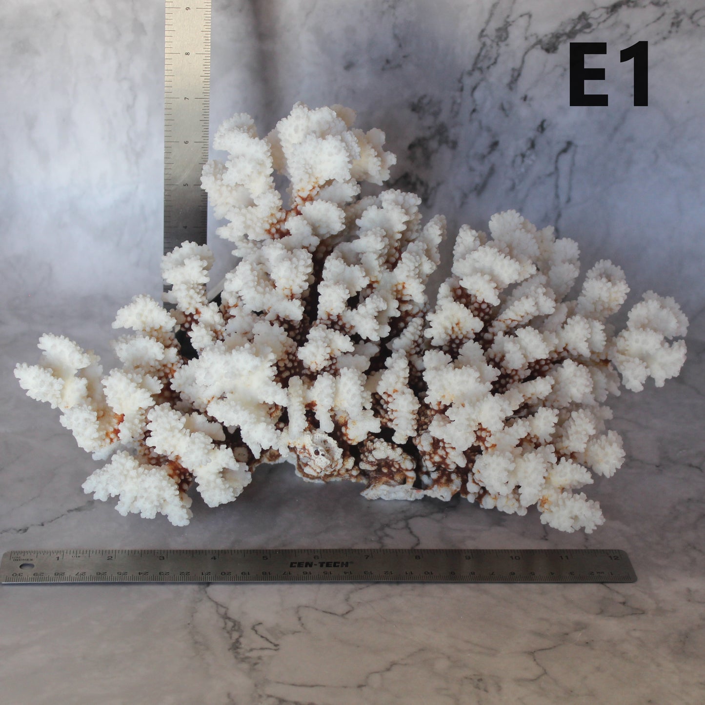 Brownstem Coral 14-18"