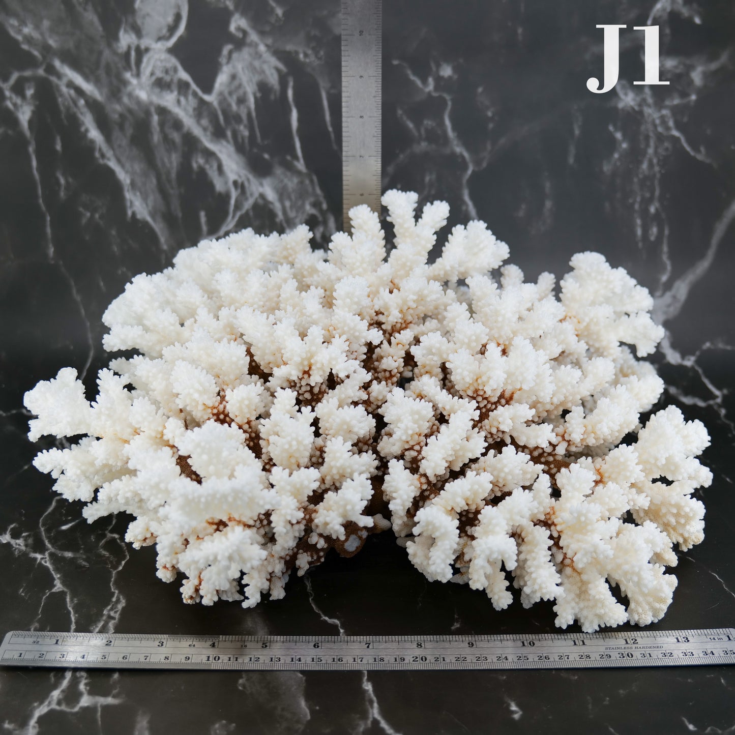 Brownstem Coral 14-18"