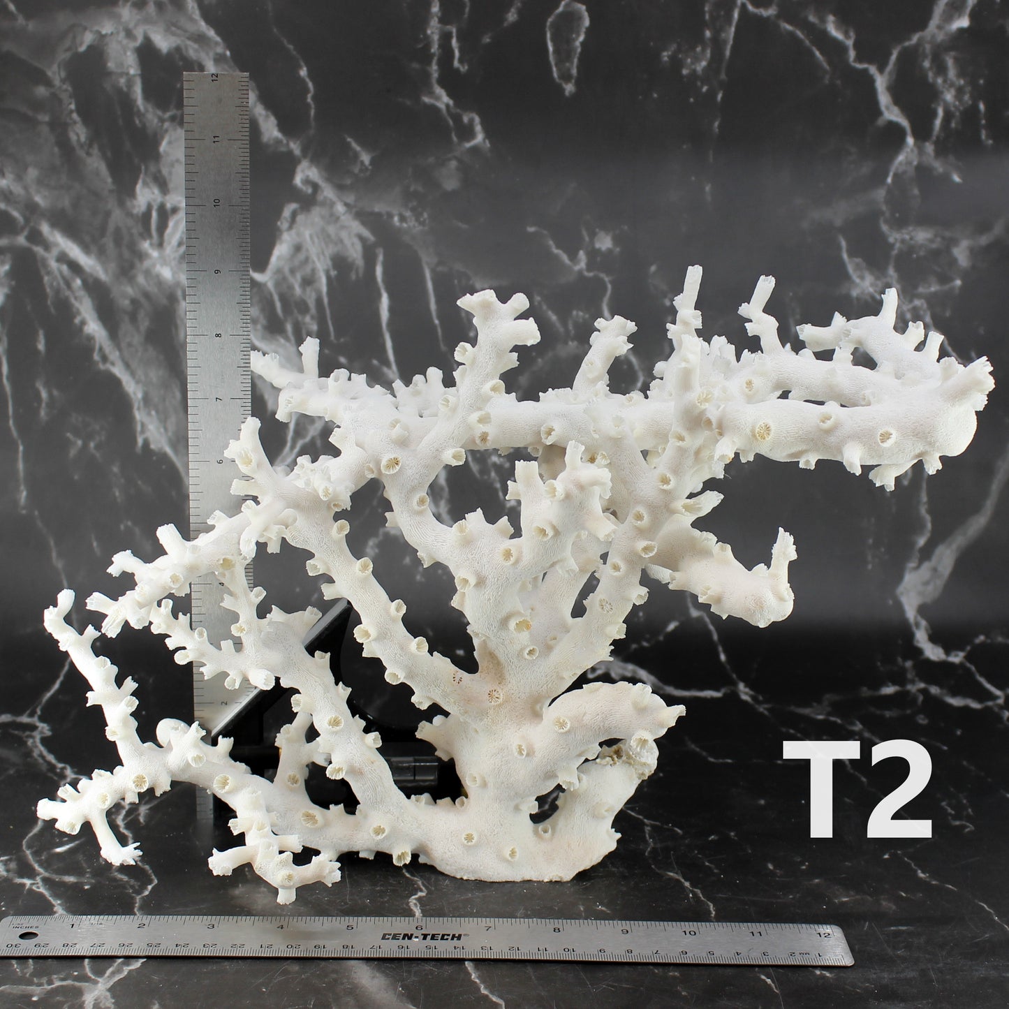 Octopus Coral 14-18"