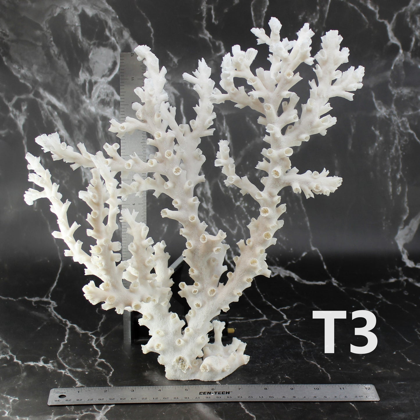 Octopus Coral 14-18"