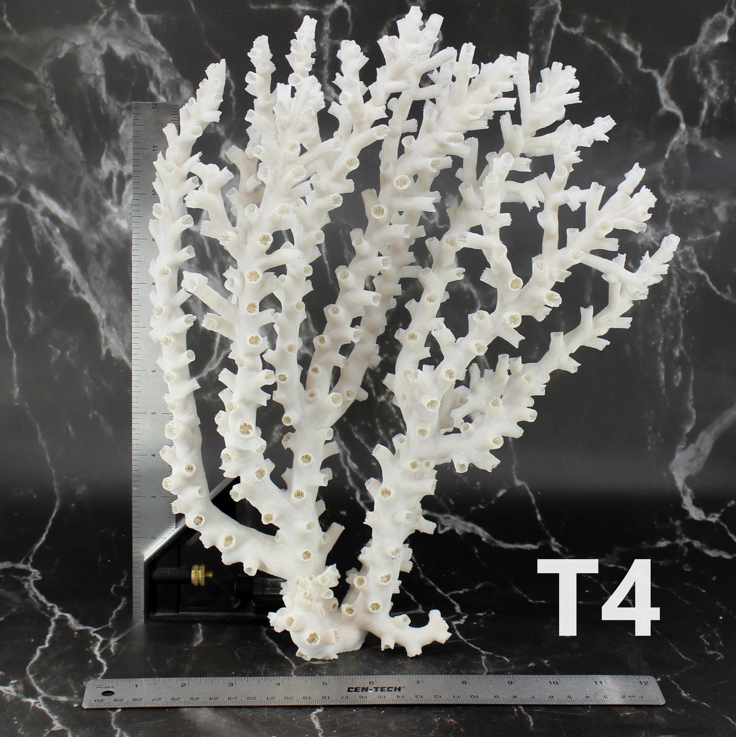 Octopus Coral 14-18"