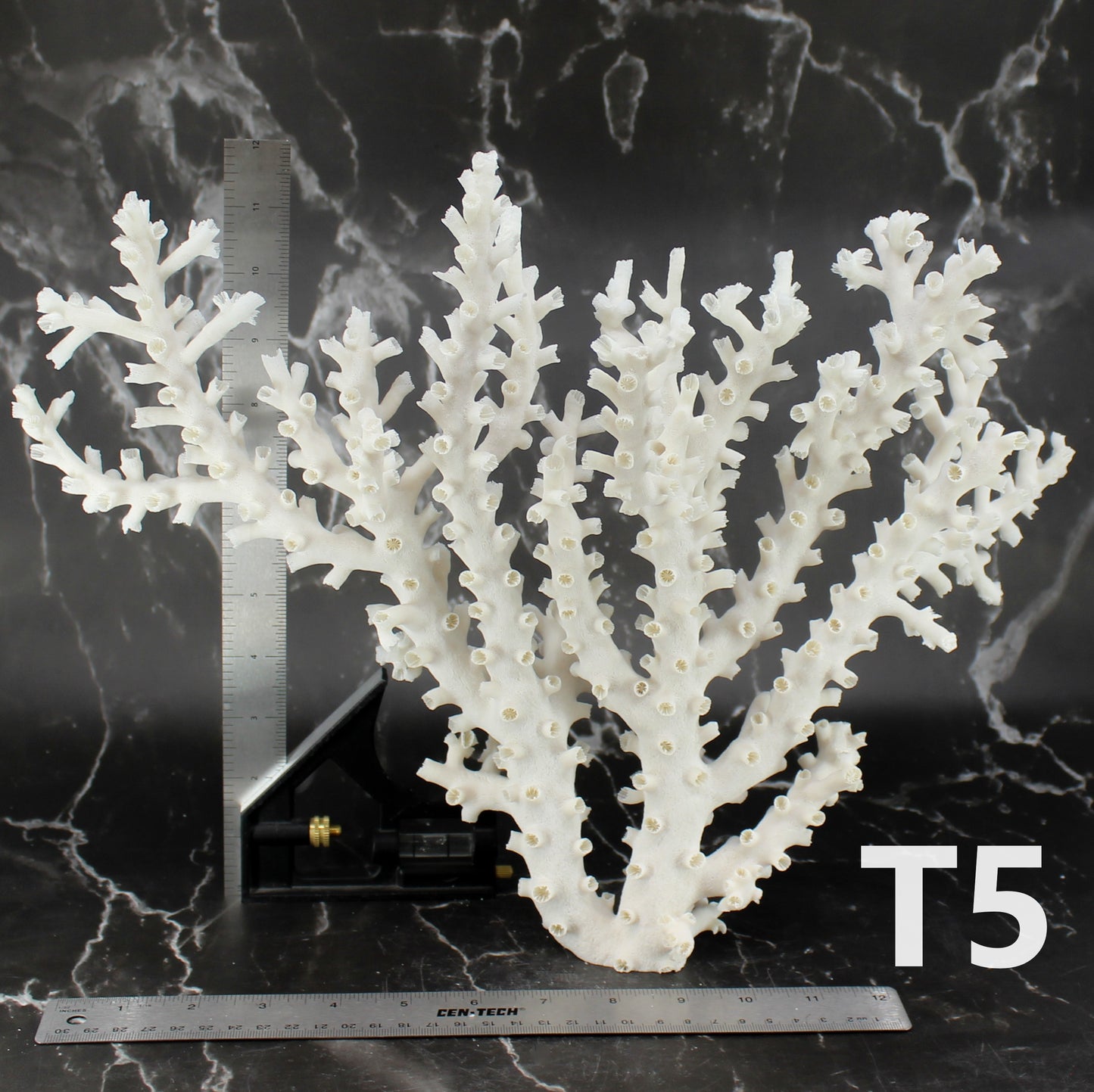 Octopus Coral 14-18"