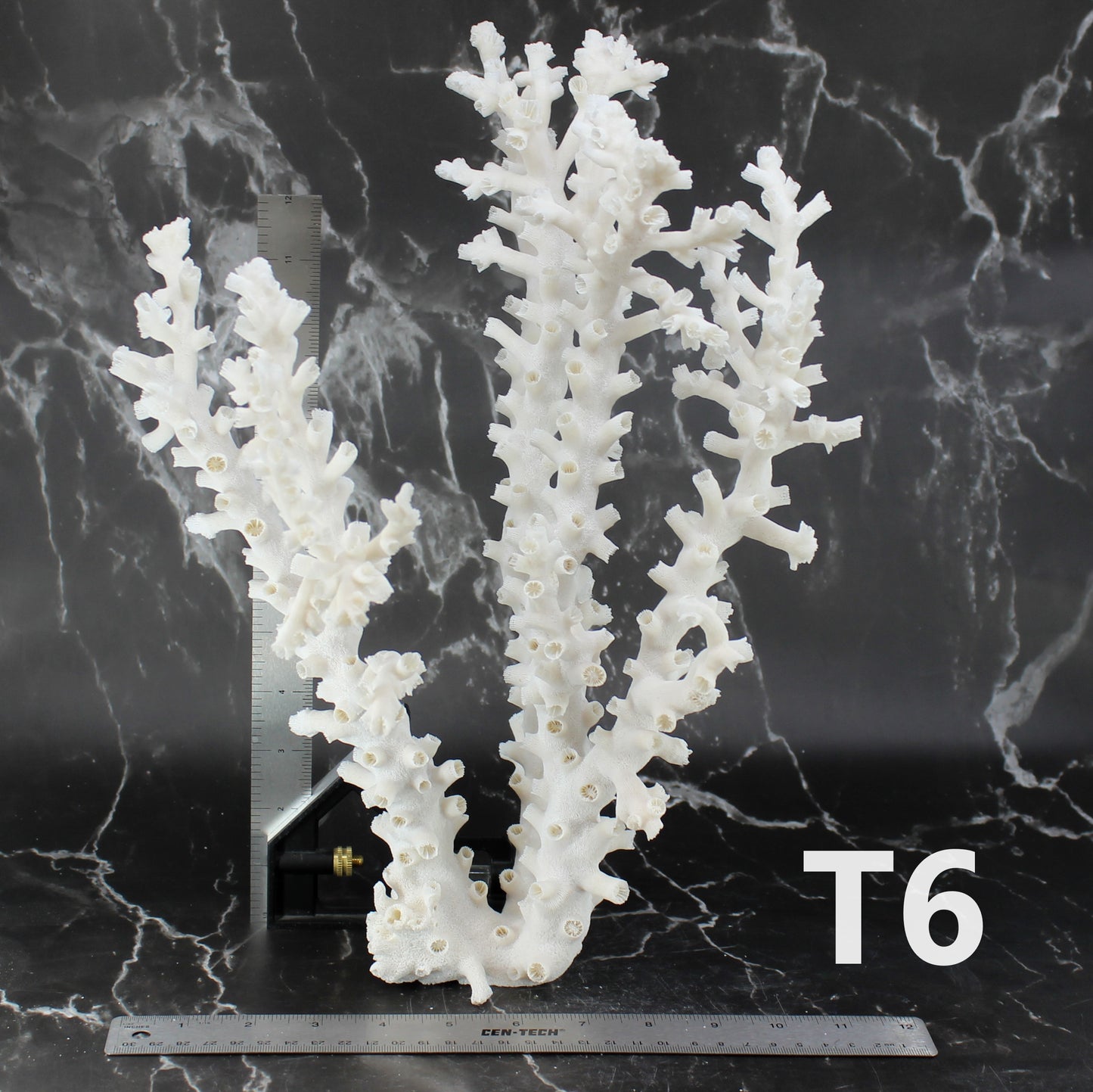 Octopus Coral 14-18"