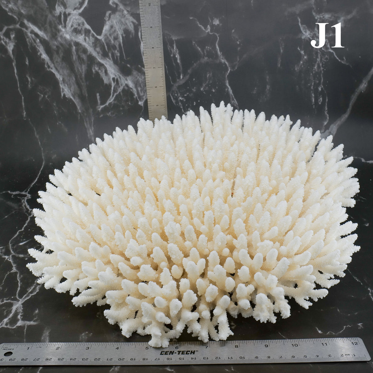 Table Coral 14-18"