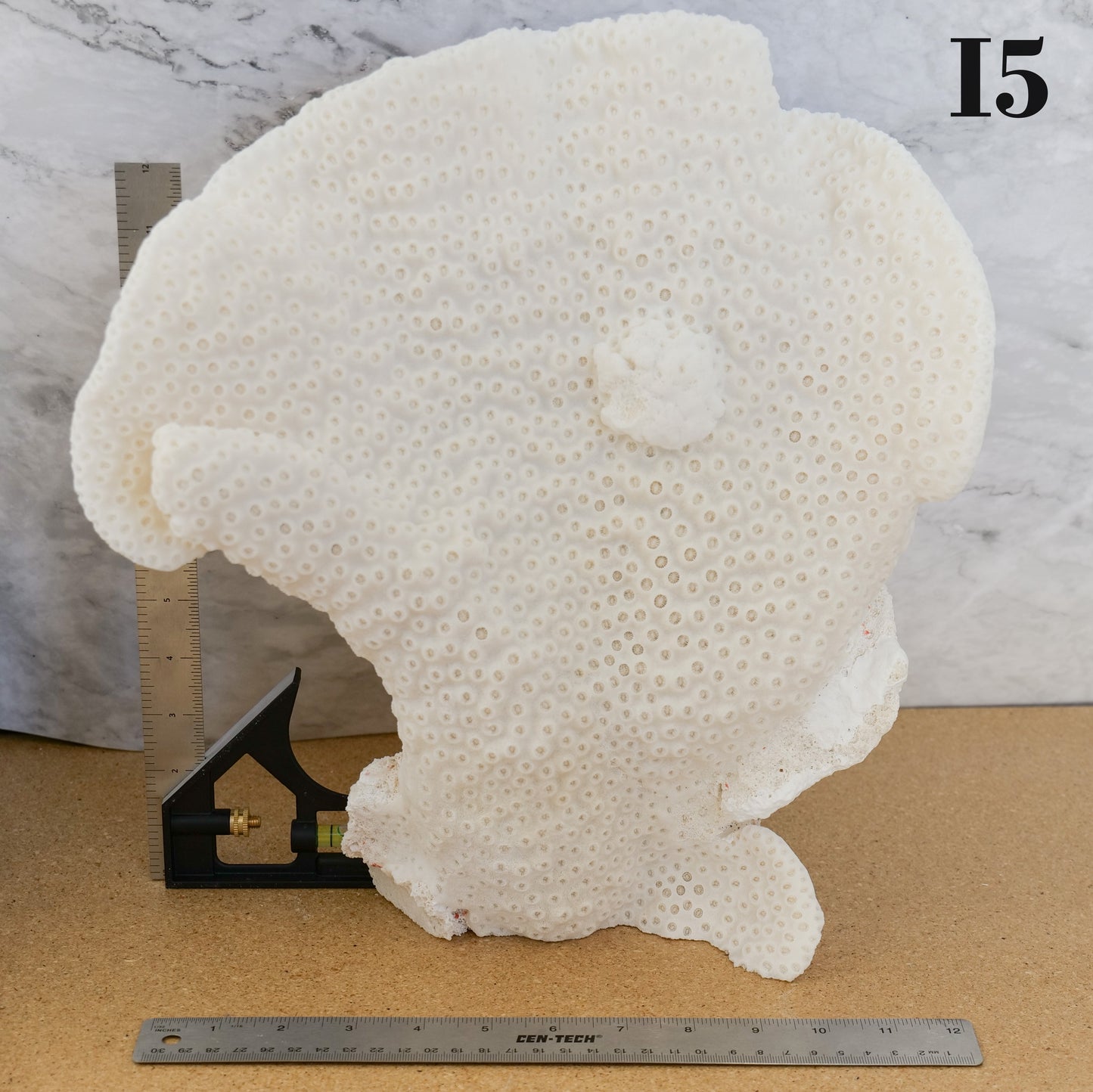 Cup Black Coral 14-16"