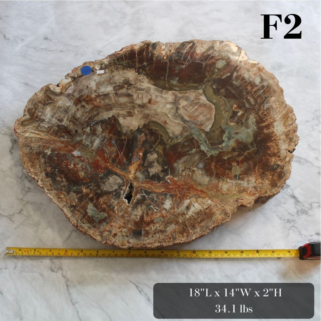 Petrified Wood Slabs 15-20"