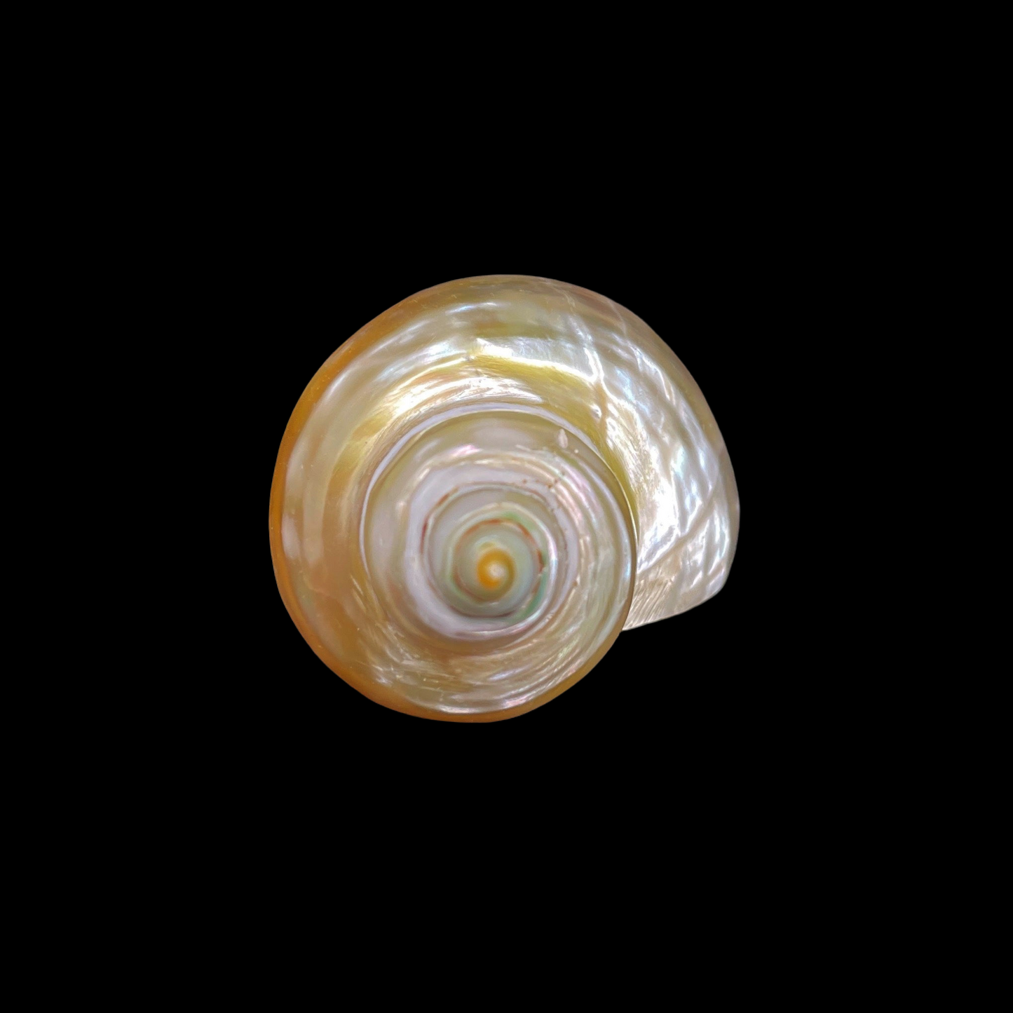 Goldmouth Turbo 1.5-2"