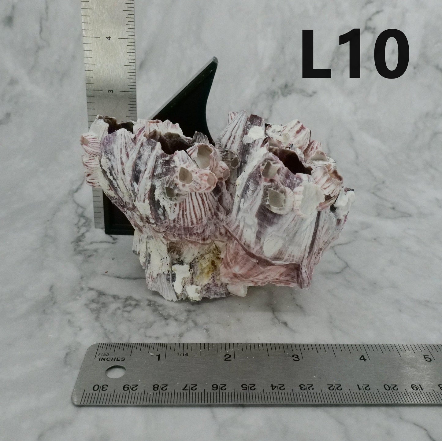 Barnacles 3-5"