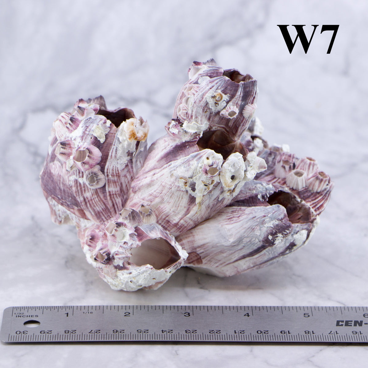 Barnacles 3-5"