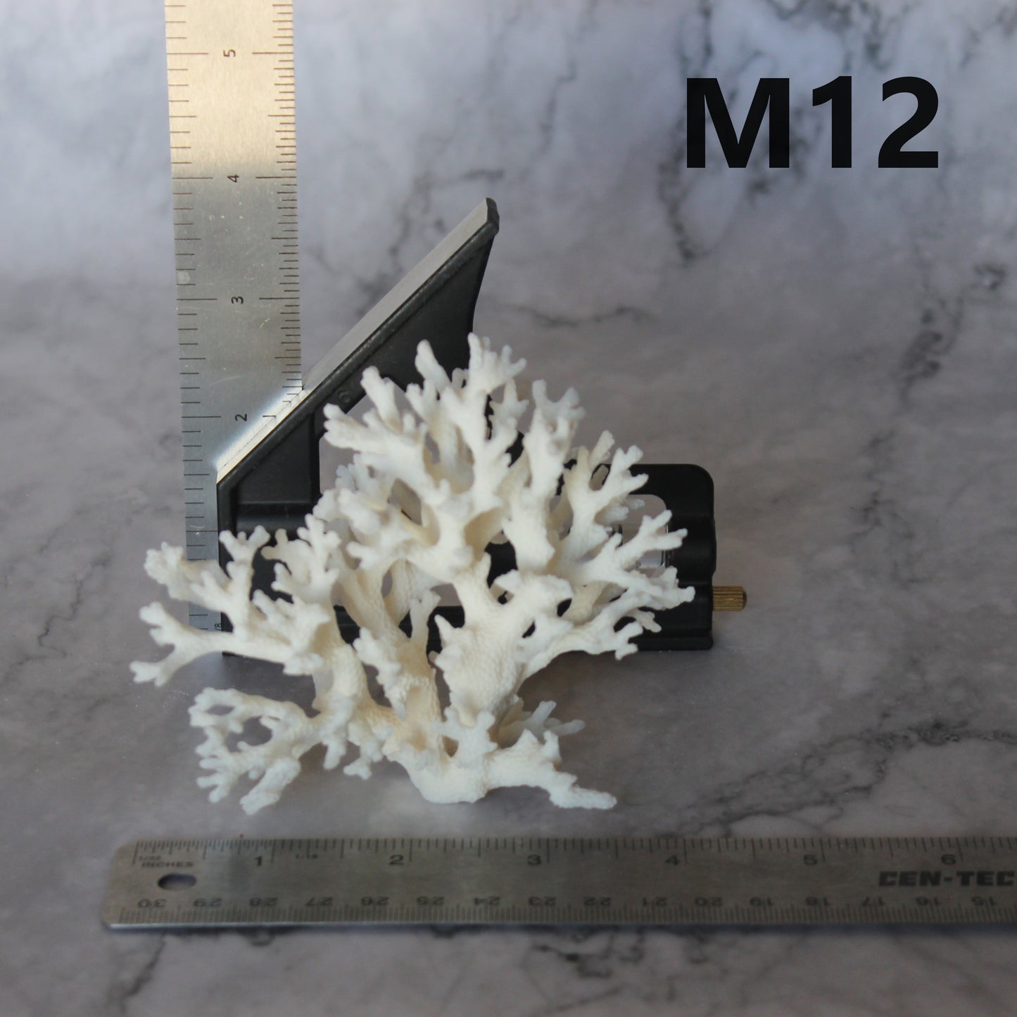 Lace Coral 3-5"