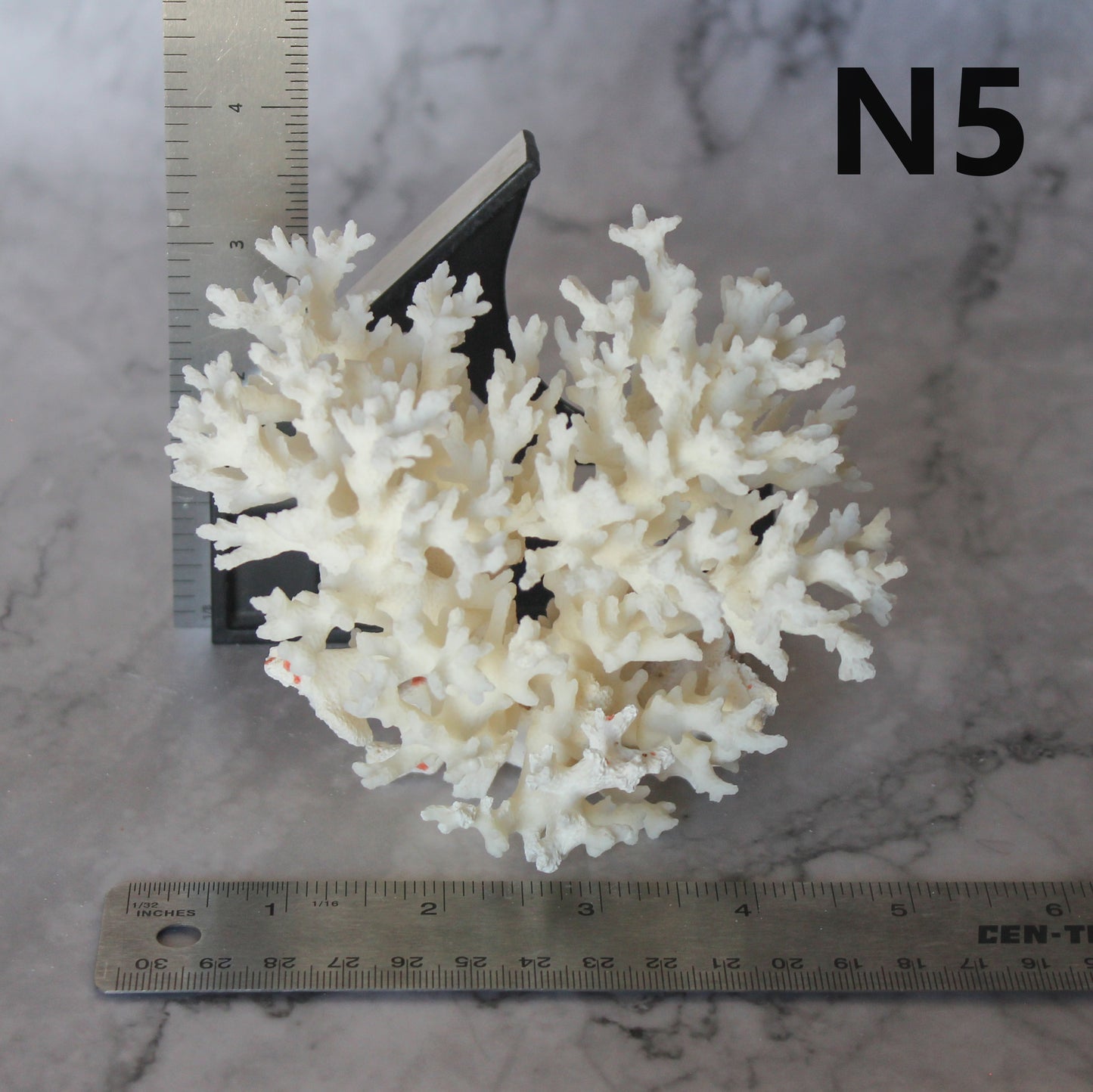 Lace Coral 3-5"