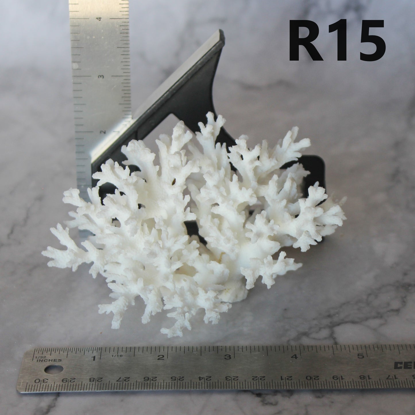 Lace Coral 3-5"