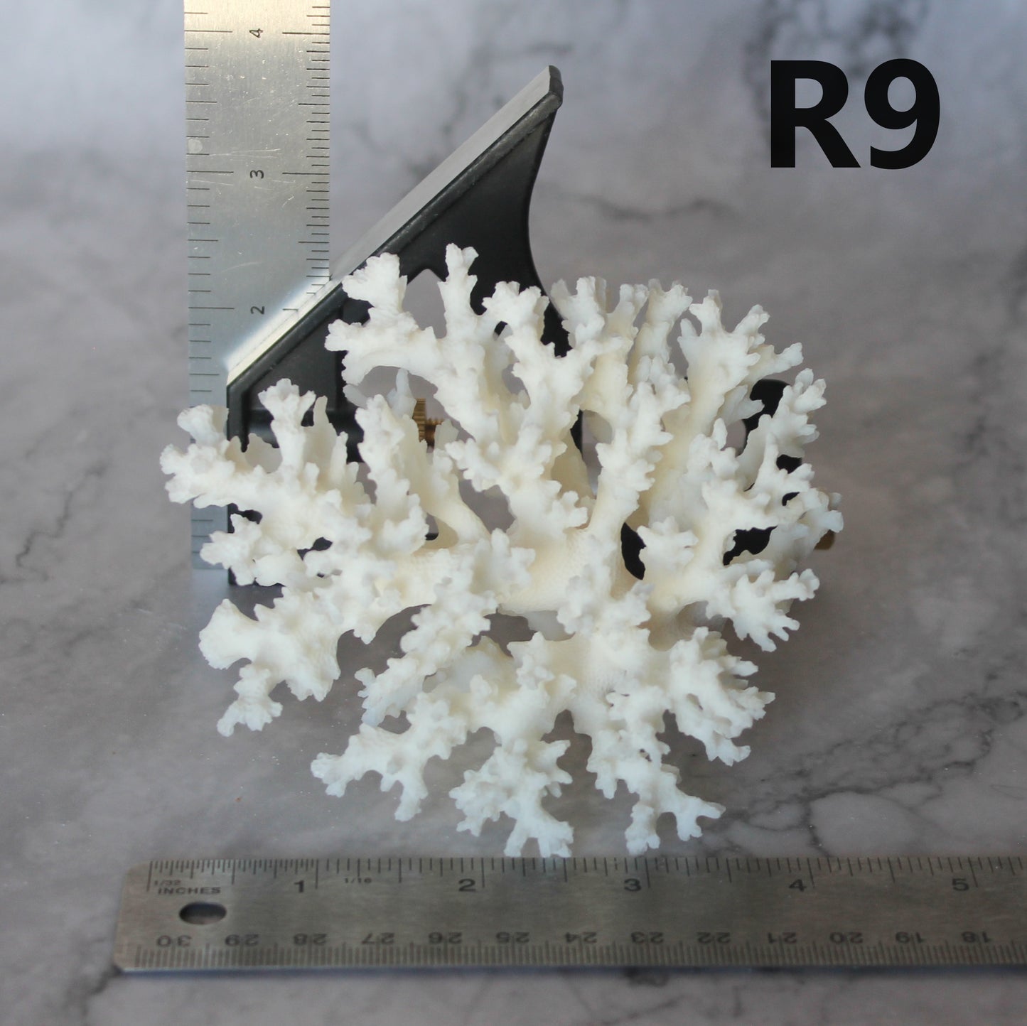 Lace Coral 3-5"