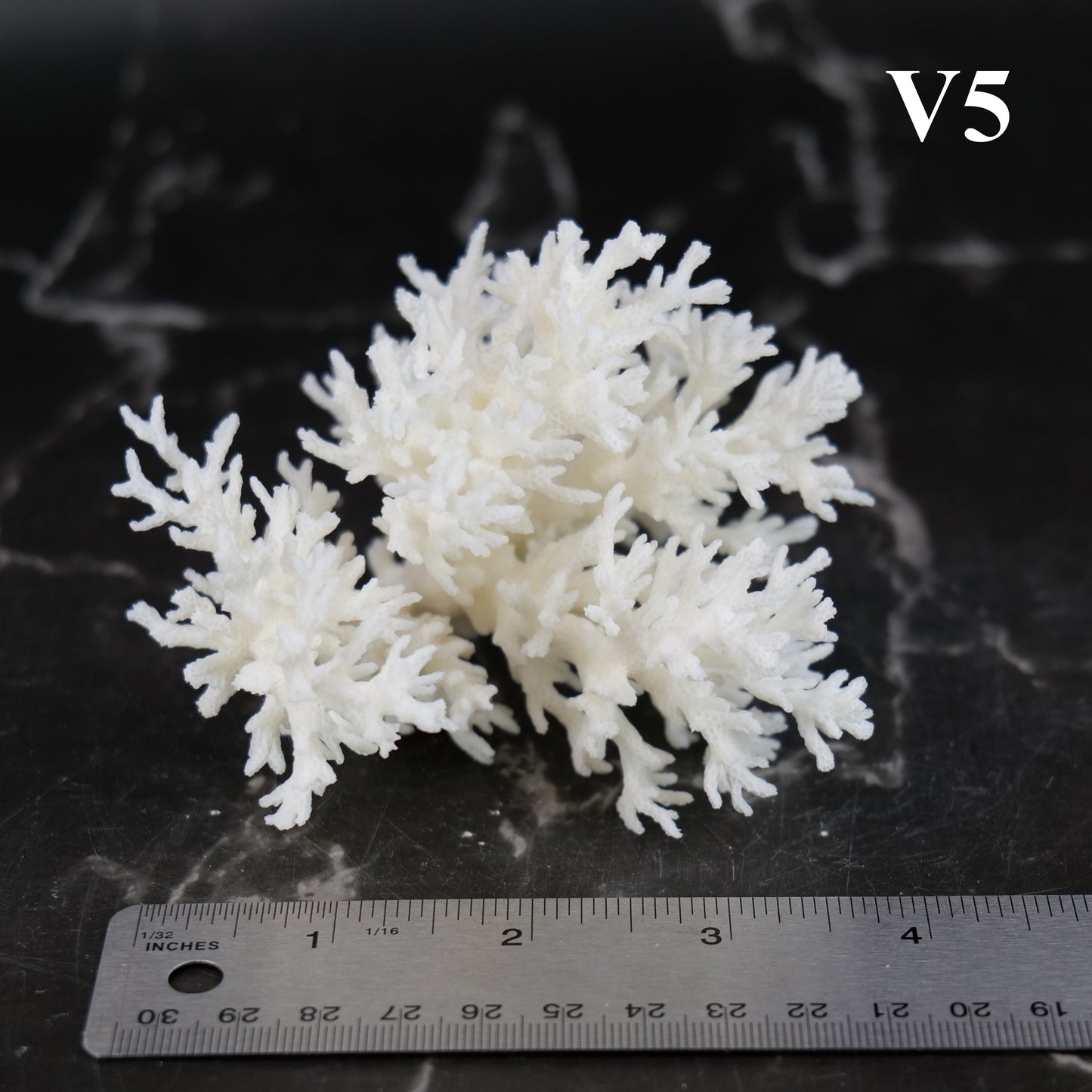 Lace Coral 3-5"