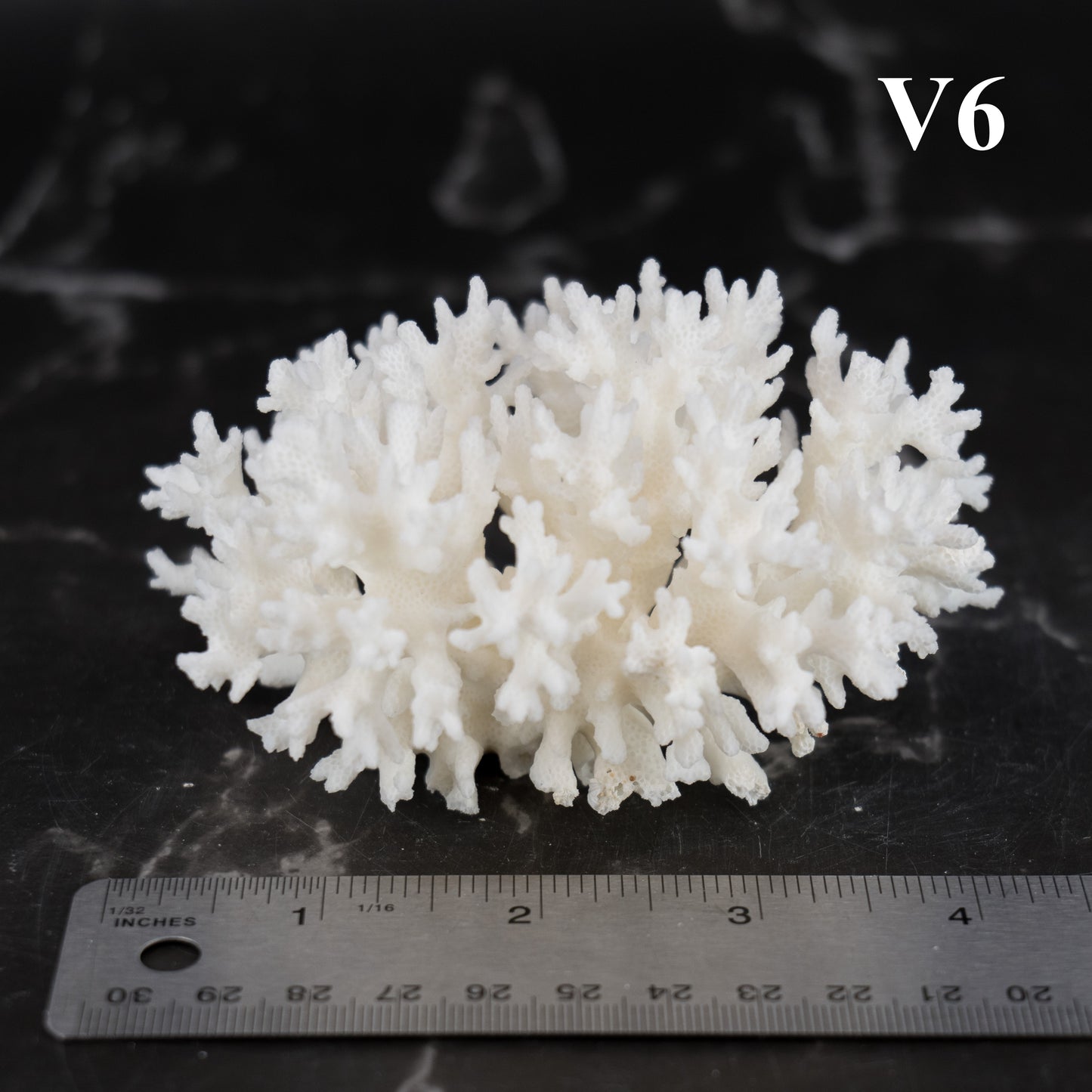 Lace Coral 3-5"