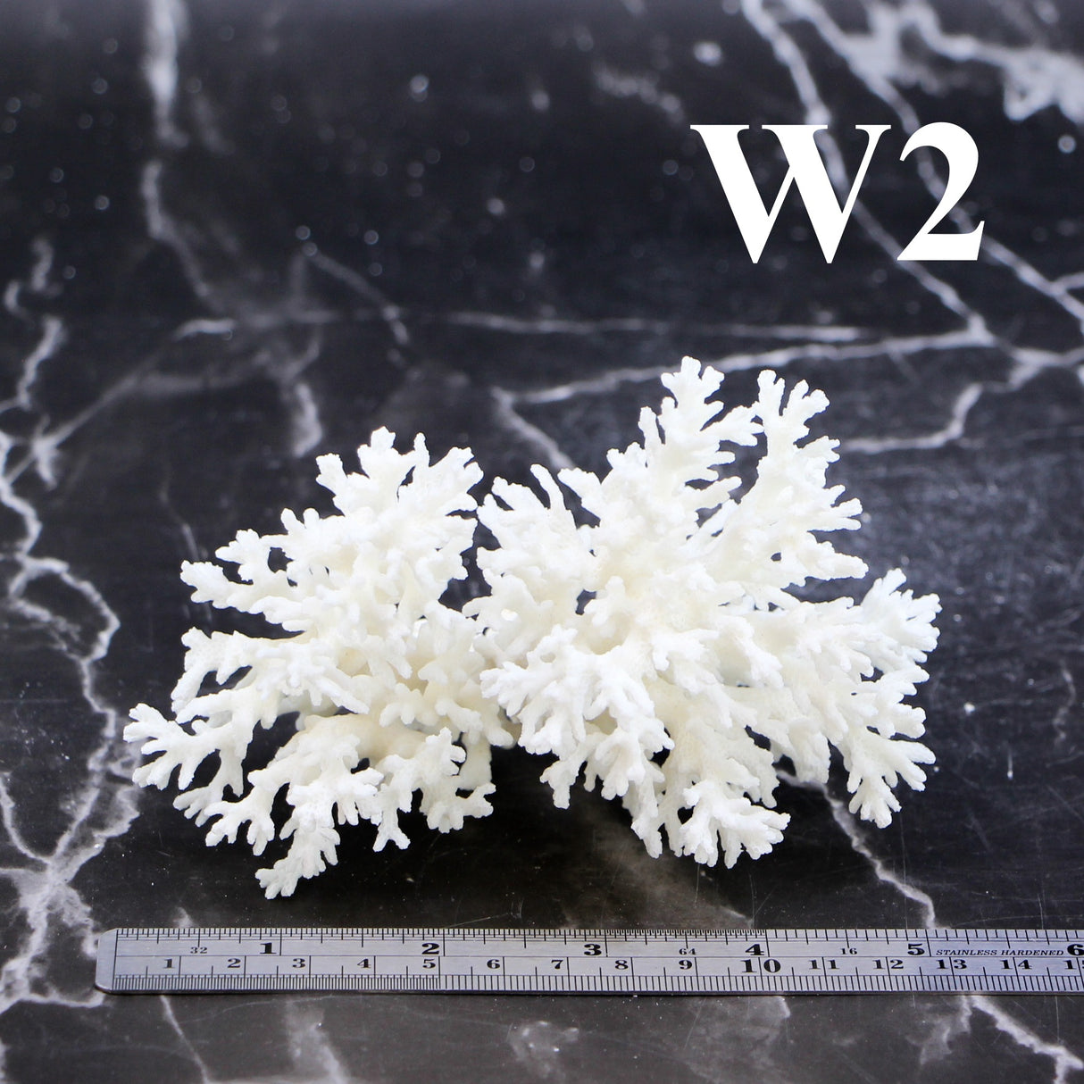 Lace Coral 3-5"