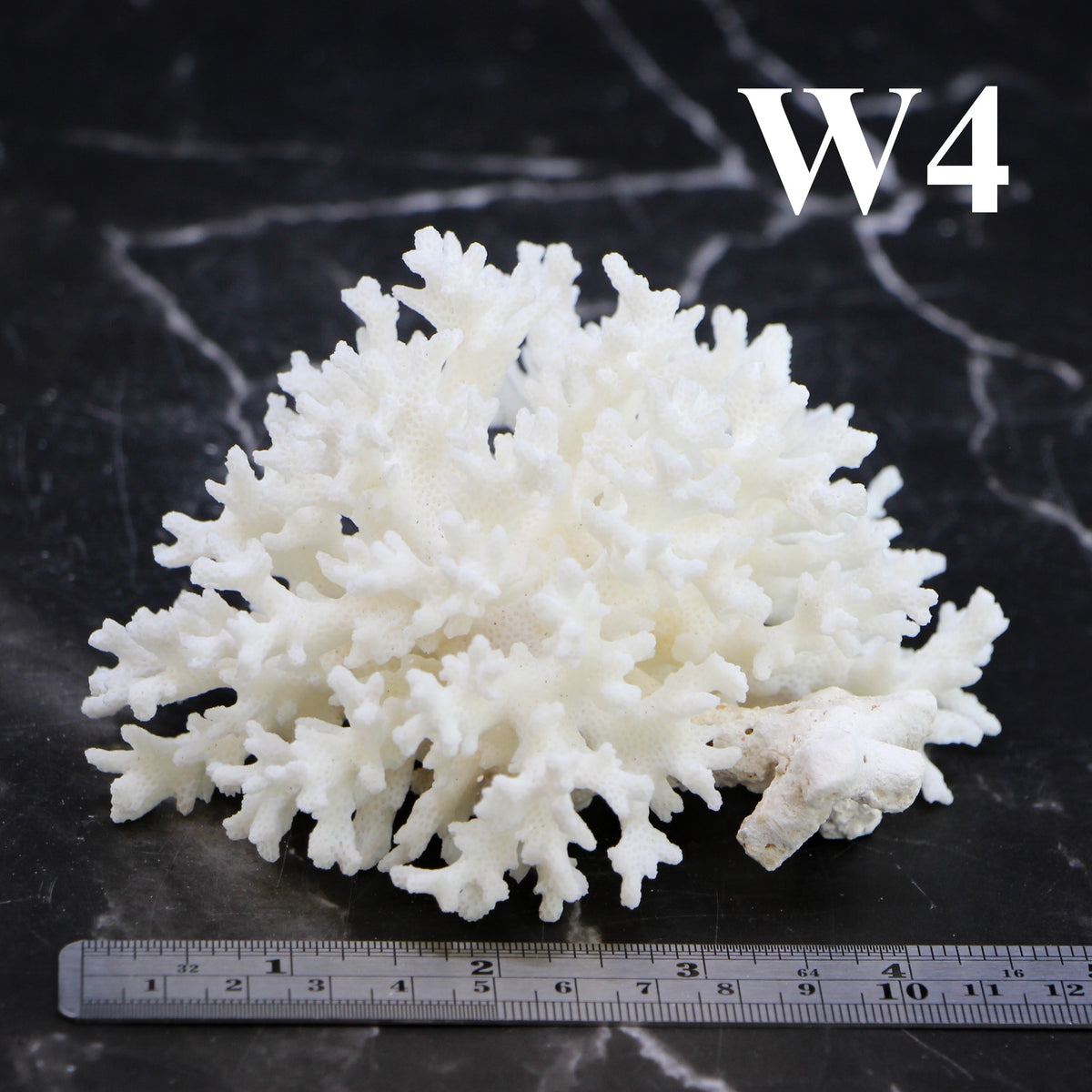 Lace Coral 3-5"