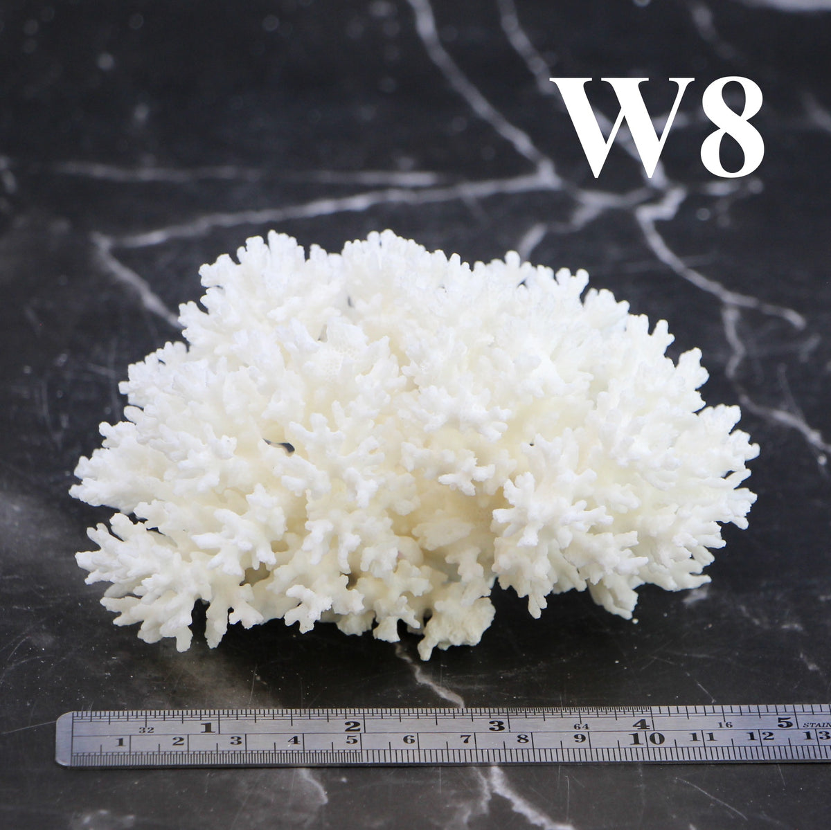 Lace Coral 3-5"