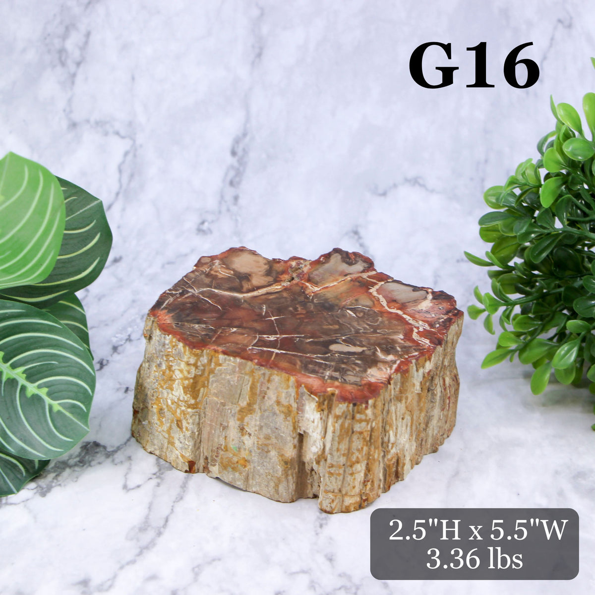 Petrified Wood Branch 3-6"