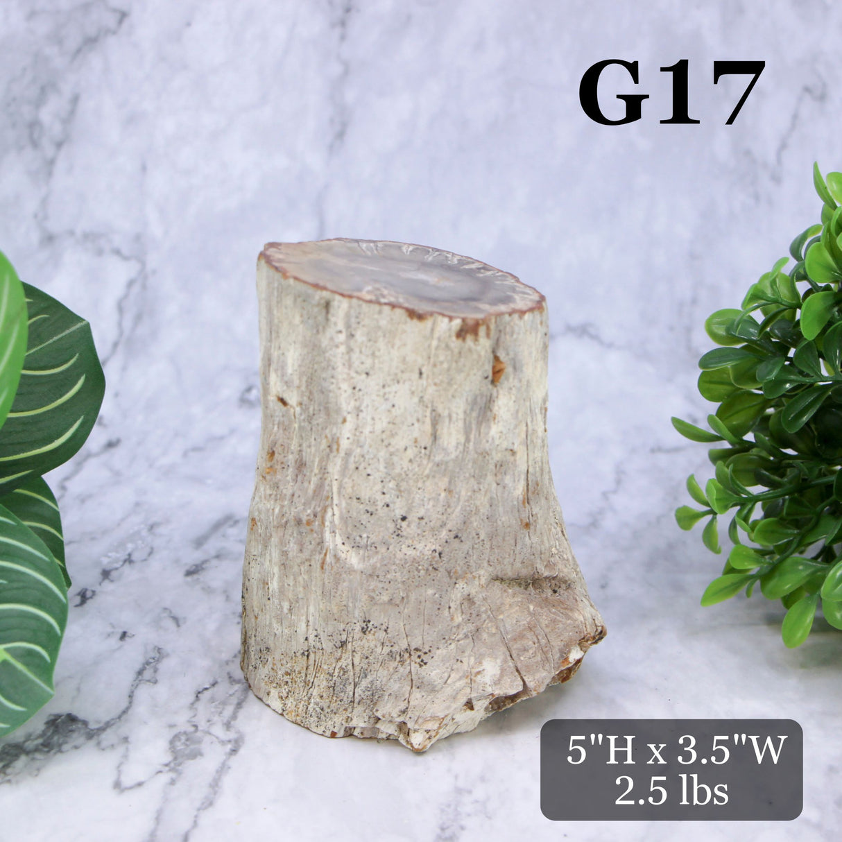 Petrified Wood Branch 3-6"