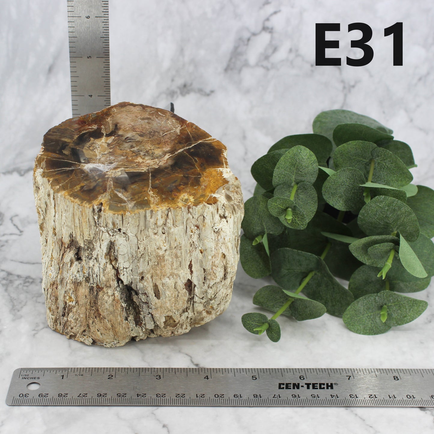 Petrified Wood Branch 3-6"
