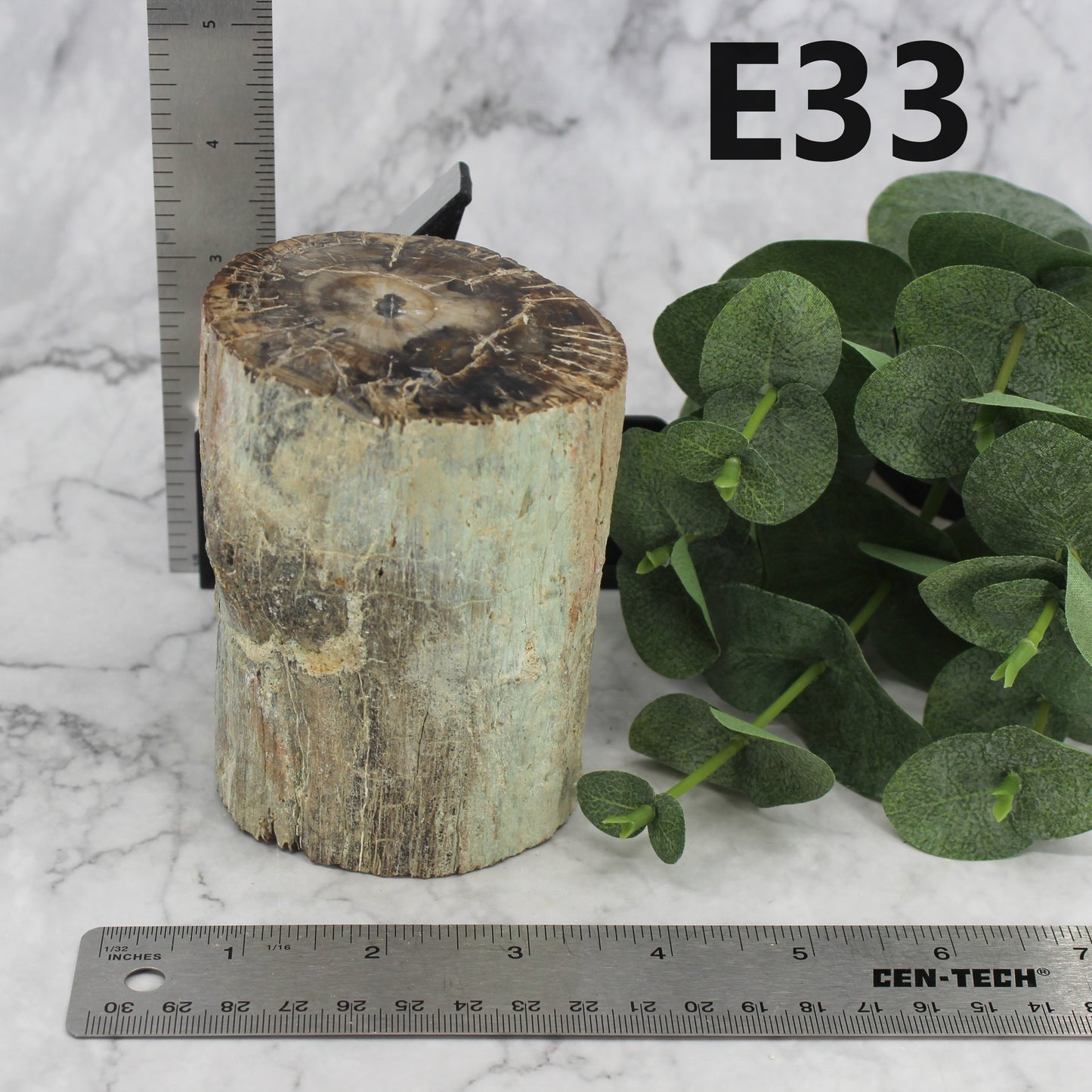 Petrified Wood Branch 3-6"