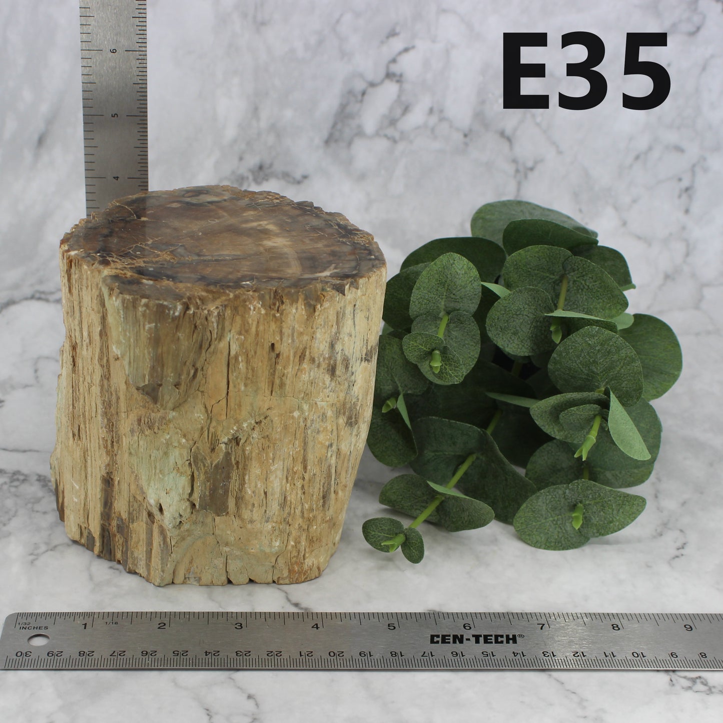 Petrified Wood Branch 3-6"