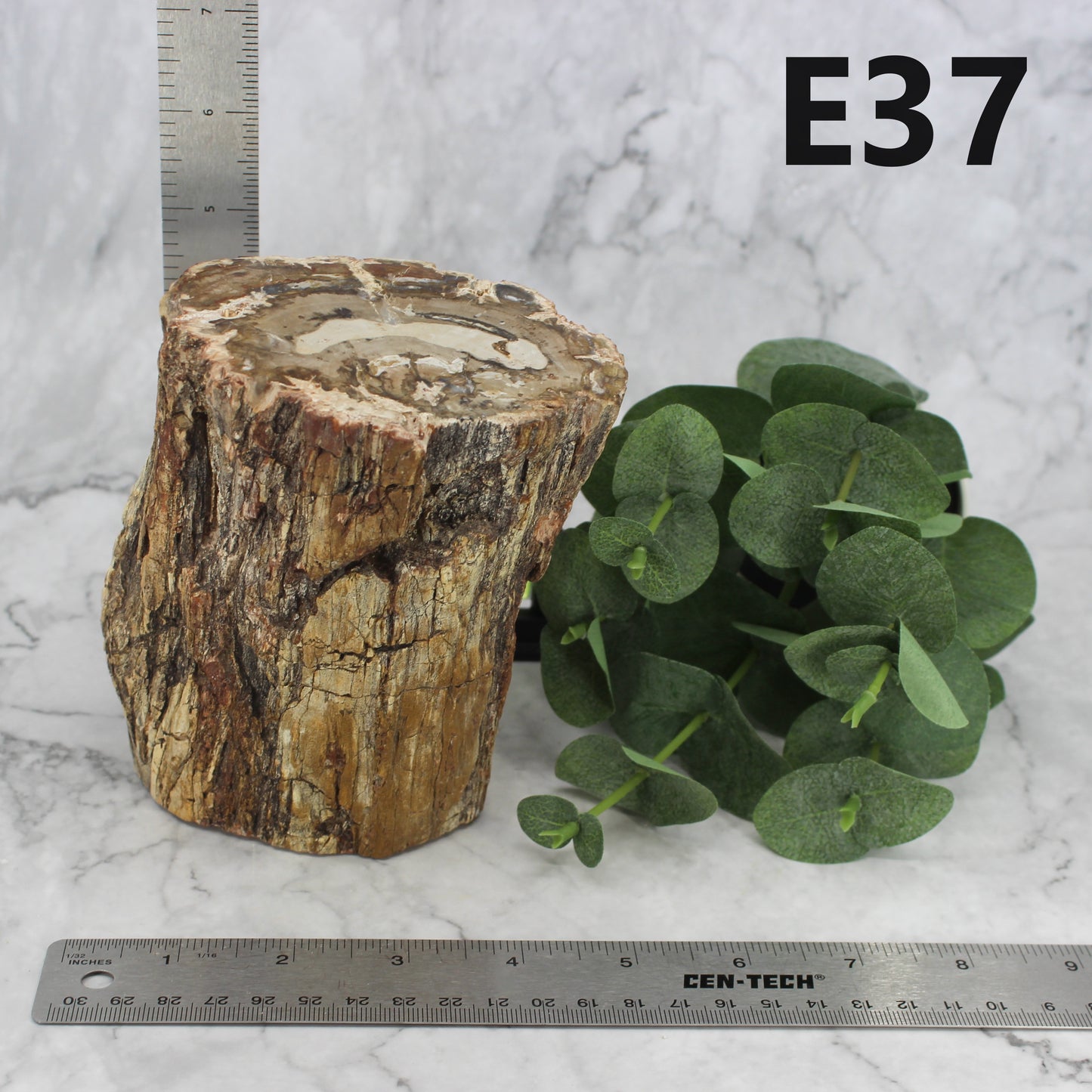 Petrified Wood Branch 3-6"