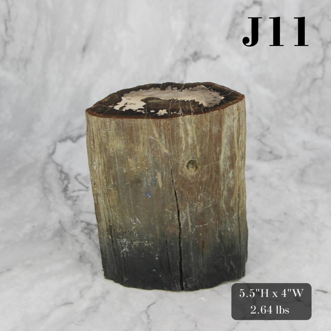 Petrified Wood Branch 3-6"