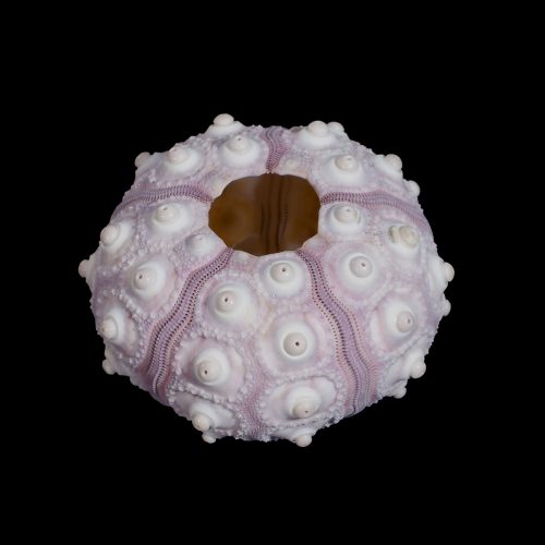 Purple Sputnik Urchin 2.5-3"