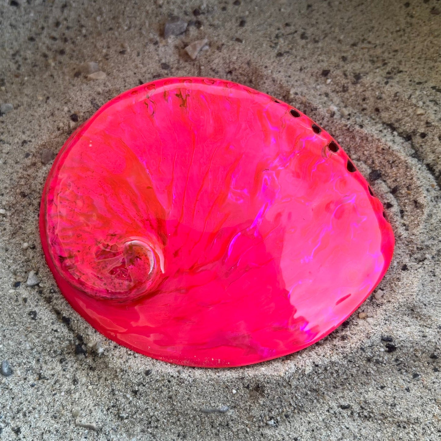 Midas Abalone Polished