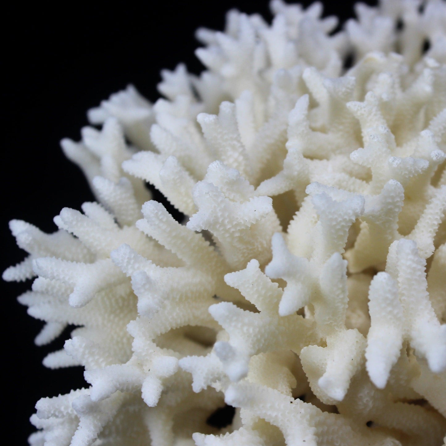 Birdsnest Coral 10-12"