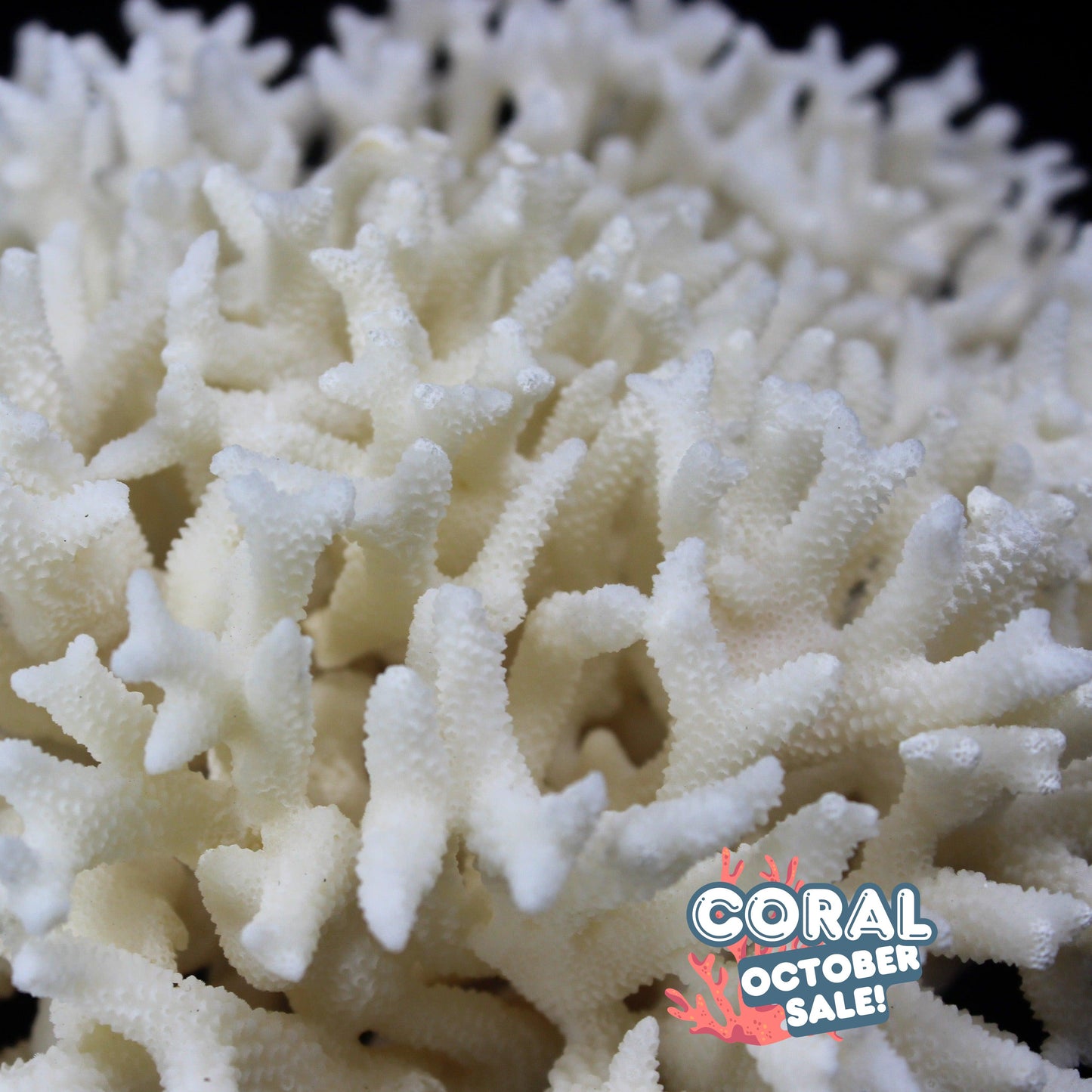 Birdsnest Coral 7-10"