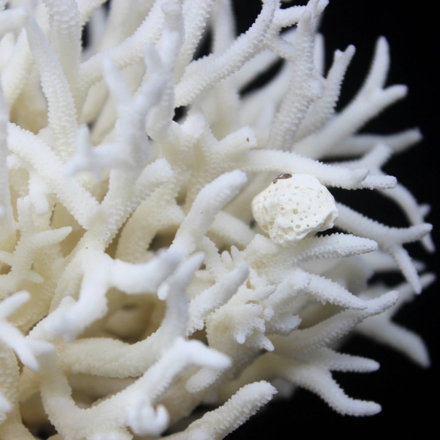 Birdsnest Coral 5-7"
