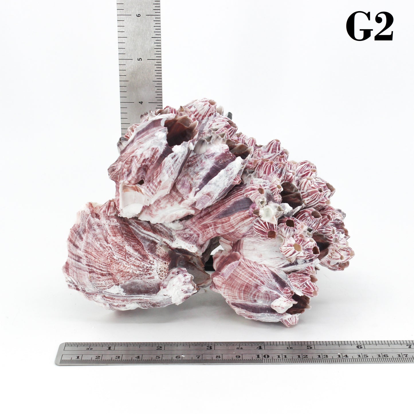 Barnacles 5-7"