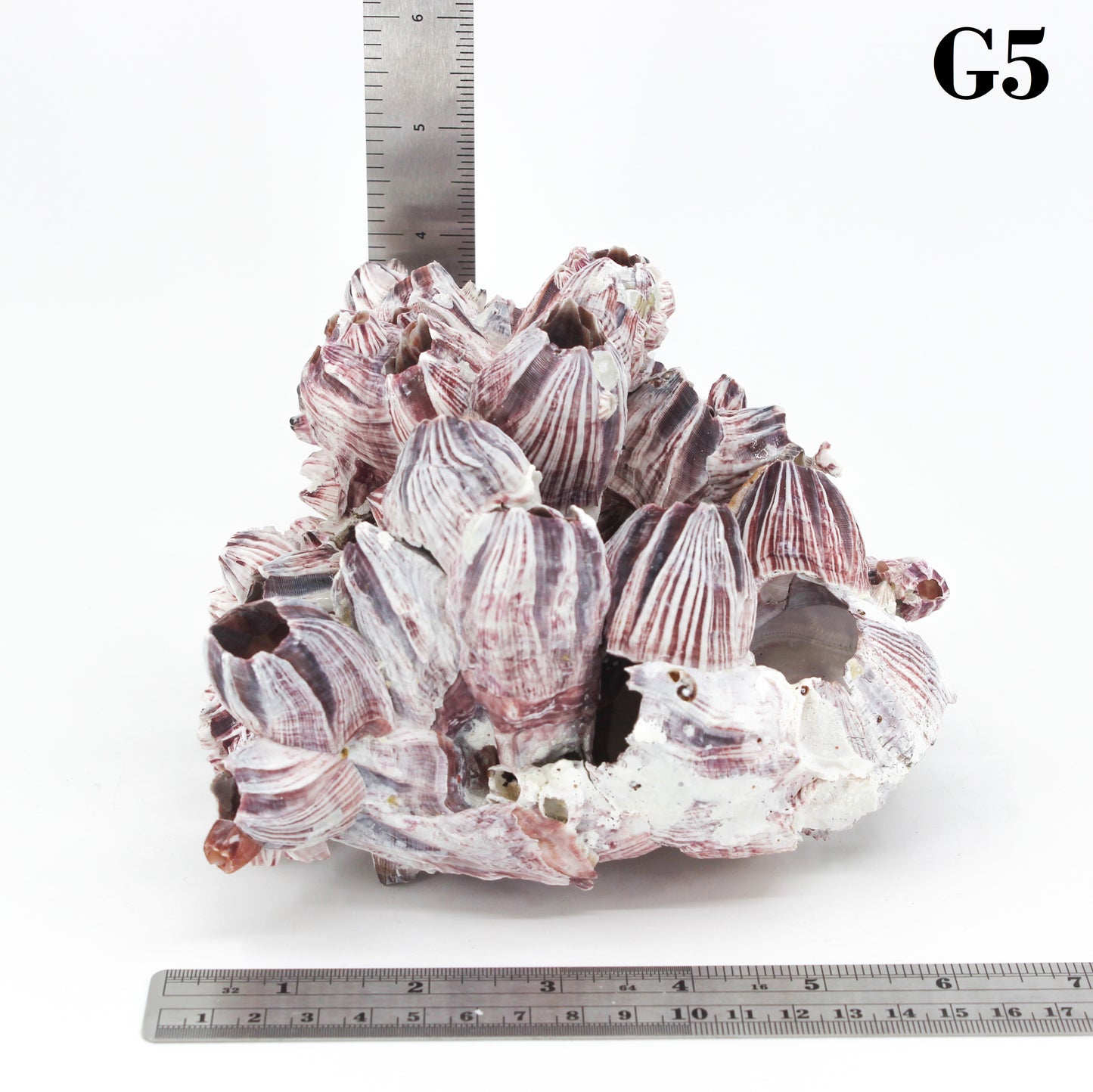 Barnacles 5-7"
