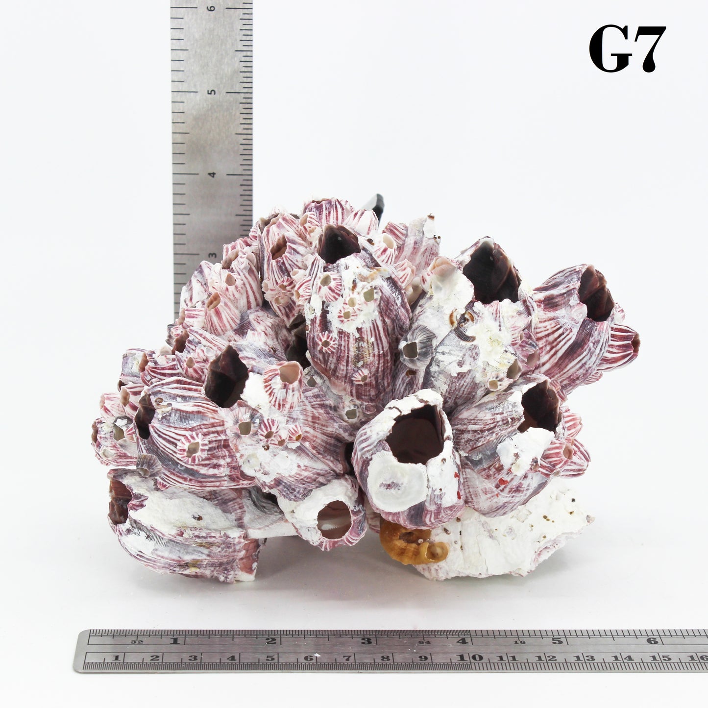 Barnacles 5-7"