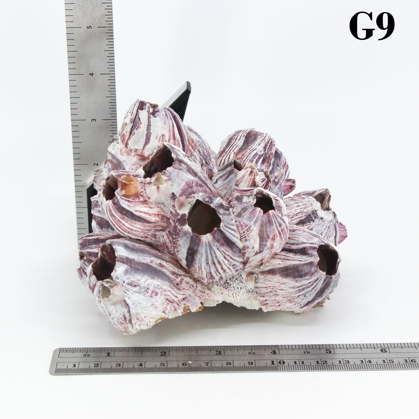 Barnacles 5-7"